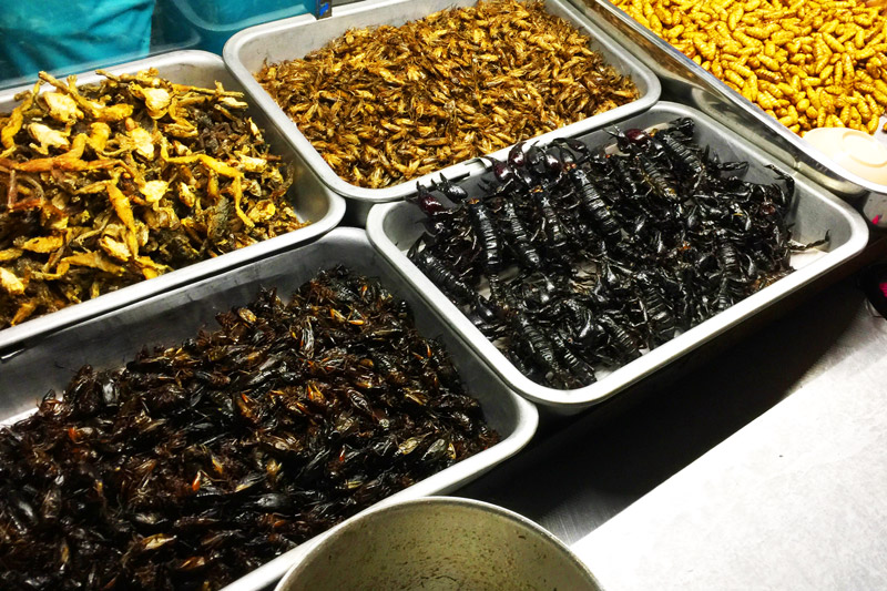 Các loại côn trùng được bán trong chợ
